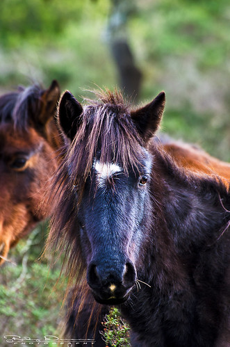 cavallo cucciolo cavallino selvaggio genoni giaradigesturi equuscavallusgiarae horsesajaramanna riccardodeiana