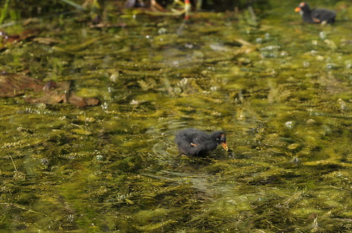Duckling on hydrilla at Wakulla Springs