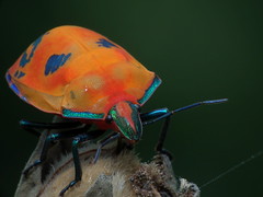 adult harlequin bug