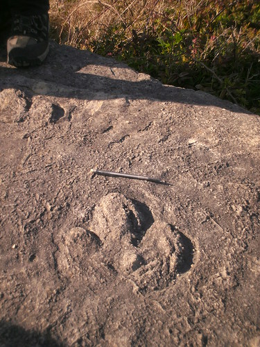 Dinosaur footprints, near Weymouth