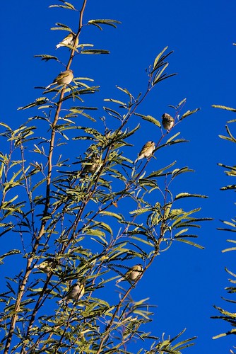 arizona unitedstates tucson fringillidae sweetwaterwetlands carduelislawrenceilawrencesgoldfinch