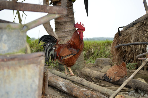 chicken farm rooster krister isabela krister12
