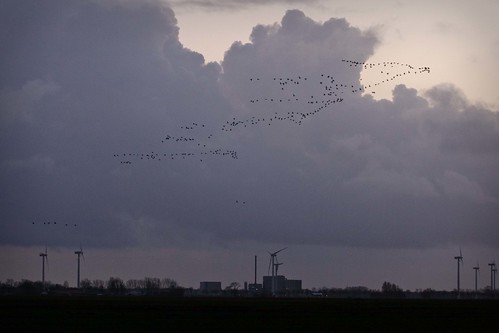 deutschland wolken location dämmerung ort niedersachsen reiderland vogelschwarm landschaftsfotografie rheiderland bunderhee bingumgaste