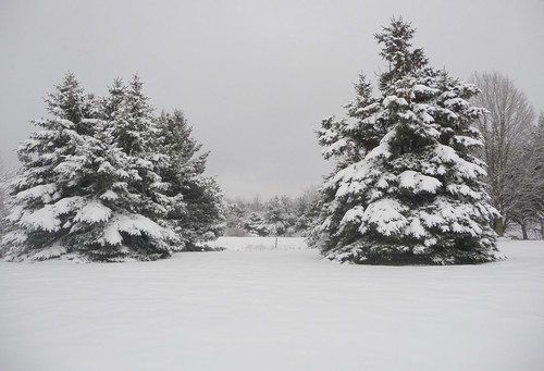 trees winter snow west pine belmont michigan january snowing snowfall winterwonderland