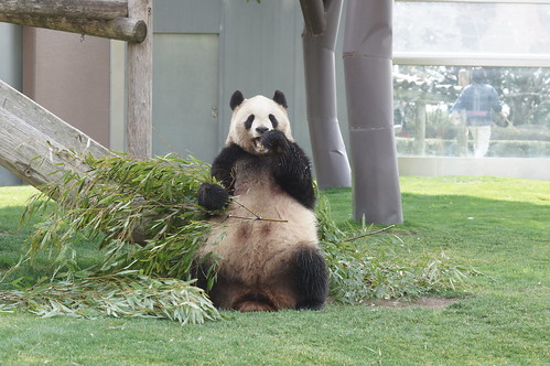 japan zoo panda ear giantpanda wakayama 動物園 shirahama パンダ 熊 熊猫 adventureworld 和歌山県 クマ 大熊猫 白浜町 南紀白浜 アドベンチャーワールド ジャイアントパンダ