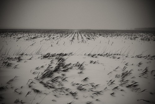 winter blackandwhite snow cornfield nebraska