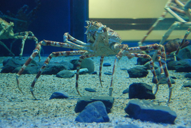 Giant Spider crabs