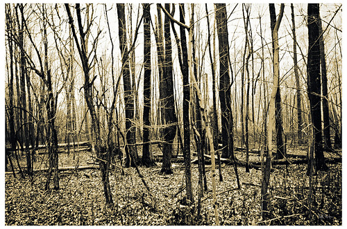 trees blackandwhite bw wisconsin forest belgium toned 18mm200mm