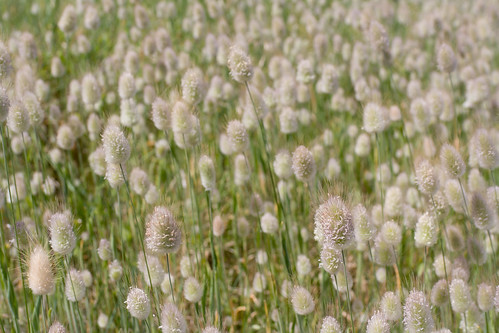 flowers field grass
