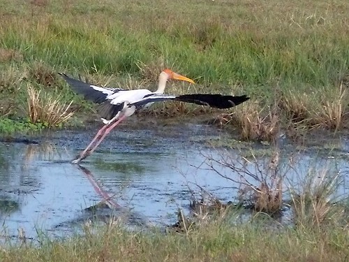park bird water grass animal flying nationalpark wings marsh srilanka takingoff stork outstretched paintedstork yallanationalpark