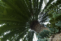 DSC_7205 Palm House