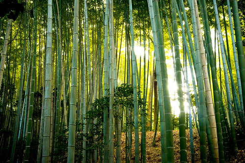 japan kyoto shrine raw fuji bamboo 京都 lightroom 竹 x100 石清水八幡宮 finepixx100