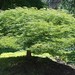 Acer Palmatum Dissectum 'Viridis'