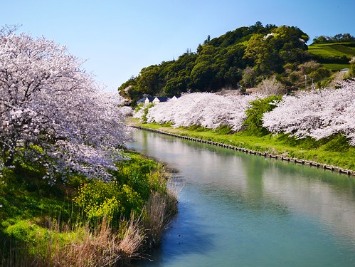 sunset march spring 桜 sakura shizuoka 2014 春 静岡 shizunami gx7 勝間田川 katsumatagawa leicadgsummilux25f14 静波