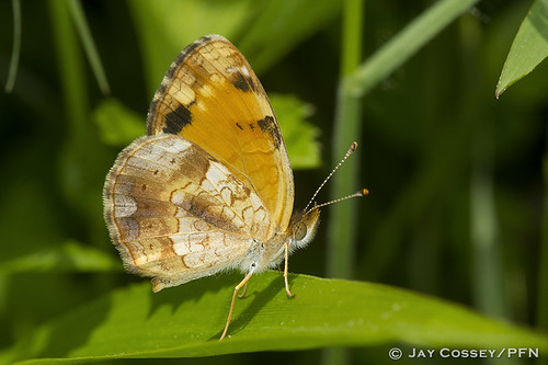 butterfly indiana crescent naturephotography martincounty insecta brushfoot lepidopterabutterfliesmoths photographerjaycossey