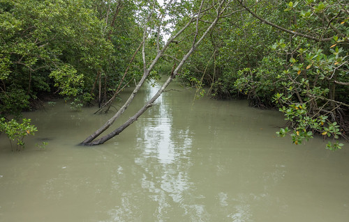 sea nature island nationalpark asia southeastasia malaysia mangroves johor pulaukukup kukupnationalpark