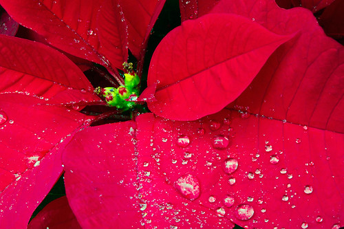 christmas red holiday wet poinsettia raindrops christmasseason