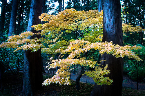 tree fall leaves yellow vancouver campus leaf woods university ubc auntumn