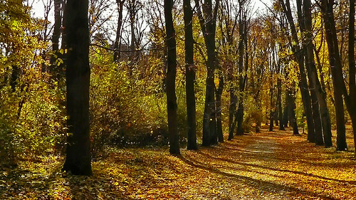 park autumn trees light shadow fall geotagged austria licht alley herbst foliage blätter schatten burgenland halbturn baumallee châteaupark schlospark