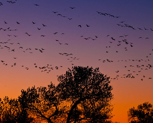 newmexico tree birds sunrise geese flock nm bosquedelapache snowgeese nationalwildlifereserve