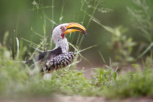africa nature birds southafrica wildlife hornbill wildbirds southernyellowbilledhornbill tockusleucomelas djumagamereserve