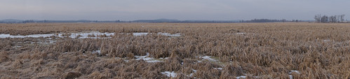 winter panoramic typhalatifolia cattailmarsh broadleavedcattail poyganstatewildlifearea