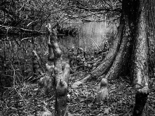 blackandwhite tree water stream olympus cypress arkansas knees hotsprings lakecatherine e410 ericwhodel