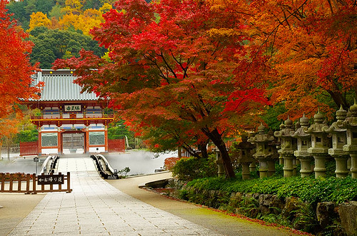 autumn red fall leaves japan temple momiji 大阪 日本 osaka 紅葉 秋 kansai mino katsuoji もみじ 箕面 勝尾寺