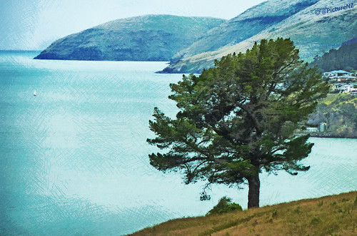 ocean blue sea newzealand tree art digital landscape island pacific harbour drawing canterbury hills nz southisland bankspeninsula lyttelton quail diamondharbour blinkagain