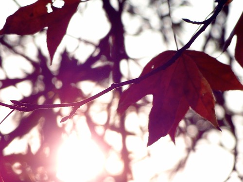 sunset red leaves leaf