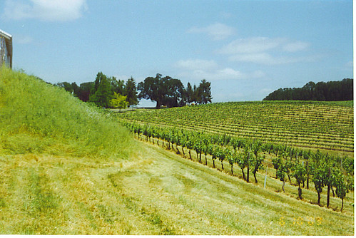 vineyard wine willamettevalley travelsalem namastevineyards