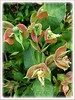 Euphorbia bracteata (Little Bird Flower, Tall Slipper Flower, Slipper Plant, Candelilla, ‘Xiao Niao Hua’ in Mandarin, ‘Pokok Burung Indonesia’ in Malay)