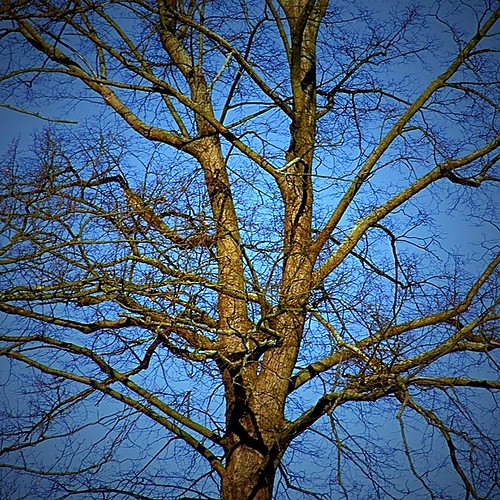 blue sky tree shorticus3652012