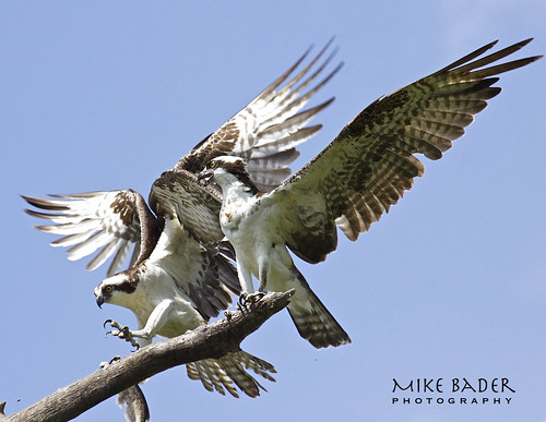 birds florida wildlife raptor osprey avian birdsofprey floridawildlife floridabirds circlebbarreserve birdperfect