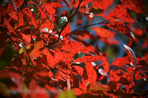 autumn trees red orange plants plant color macro fall leaves closeup landscape outdoors nikon outdoor tennessee country