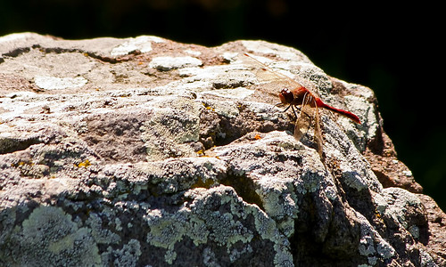 canada rock bug garden insect japanesegarden dragonfly alberta lethbridge nikkayukogarden