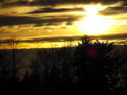 trees sunset clouds scenery langley fraservalleylowermainlandbcbritishcolumbia