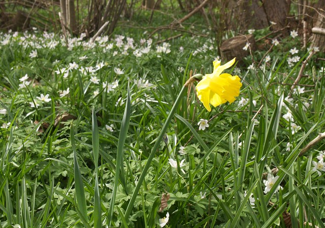 DSC_8255 Daffodil and Wood Anemone