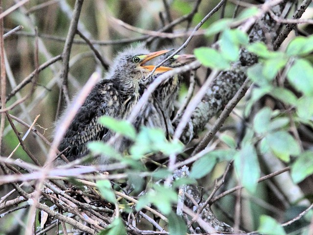 Green Heron nestlings HDR 02-20160517