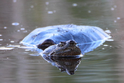 snapping turtle snappingturtle wilcoxlake