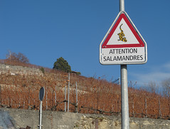 Attention salamandres