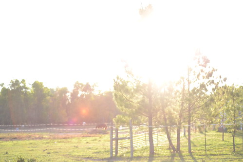 sunset horses farm arkansas pinetrees