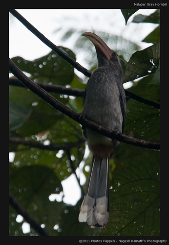 bird birds birding kerala birdsanctuary salimali birdphotography ocycerosgriseus malabargreyhornbill thattekad eldhose