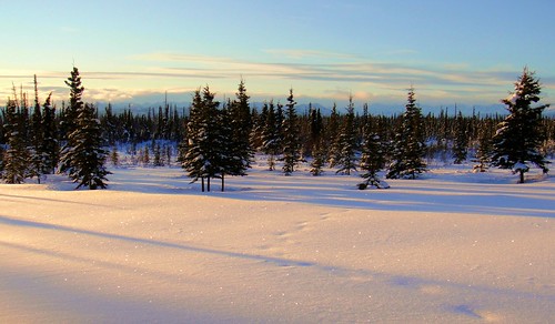 trees winter snow alaska america forest sunrise landscape landscapes woods scenery wilderness alaskalandscape jlsphotographyalaska