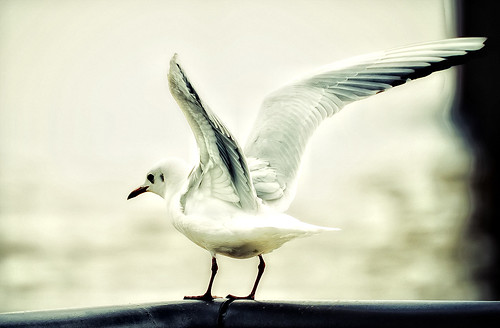 Landing gull