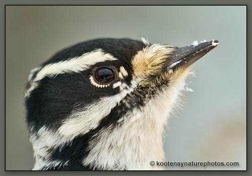 birds female woodpecker downywoodpecker picoidespubescens bc lister