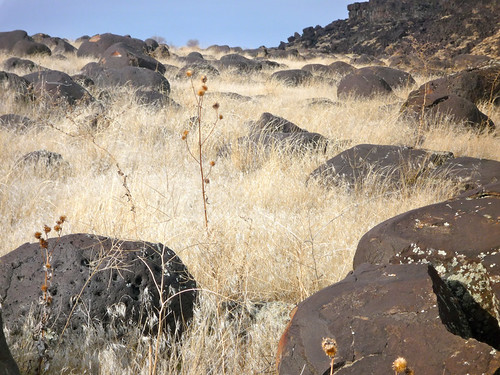 weed flora rocks desert idaho teasel melba celebrationpark melongravel