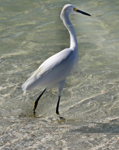 bird water snowy egret wading