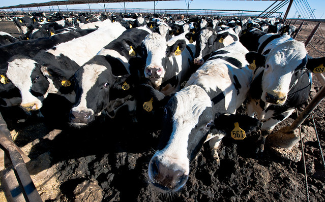 cattle at a feedlot