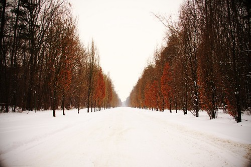 road trees winter cold canon 350d interesting hungary view walk top best explore iceman winner magyar inverno frio explored icemanphotos